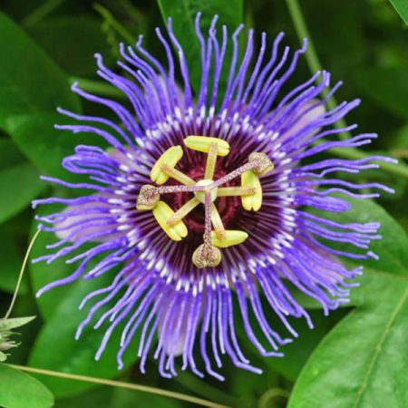 Passion Flower (Krishna Kamal)
