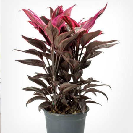 Dracaena Mahatma