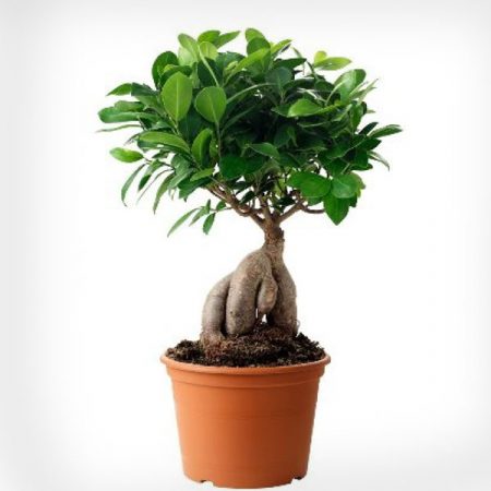 Ficus Bonsai