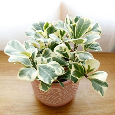Ficus Heart Shape