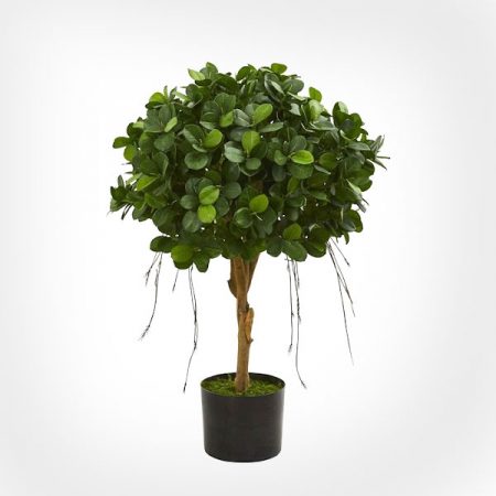 Ficus Panda