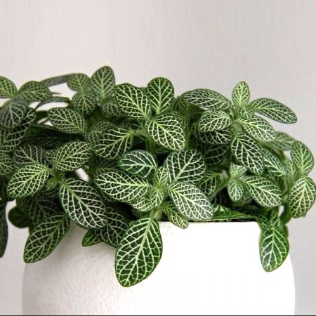 Fittonia