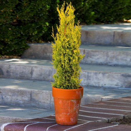 Golden Cypress