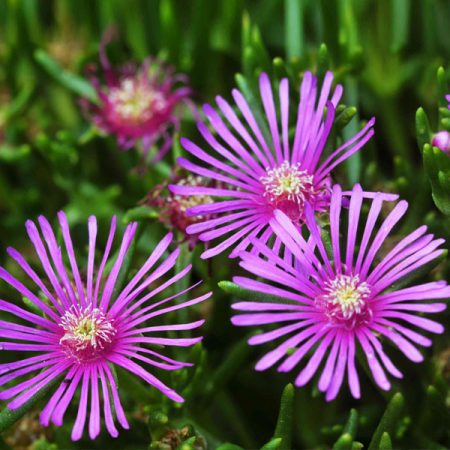 Hardy Ice Plant