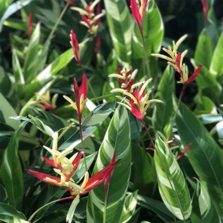 Heliconia Variegated