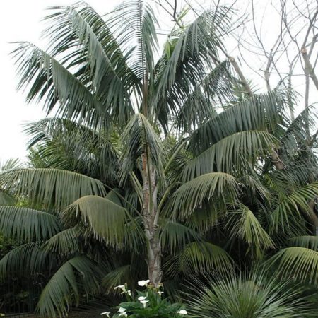 Kentia Palm