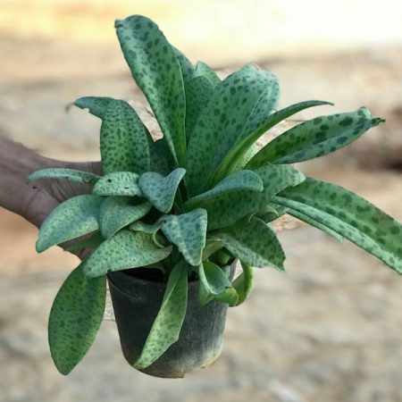 Leopard Plant