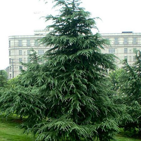 London Pine
