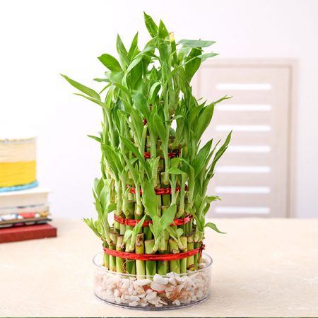 Lucky Bamboo