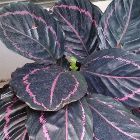 Rose Painted Calathea