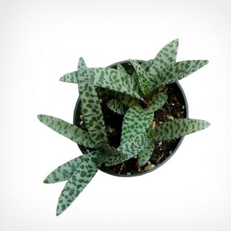 Silver Squill