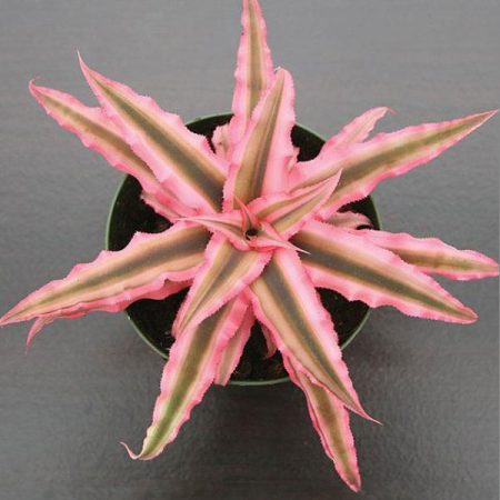 Starfish Plant