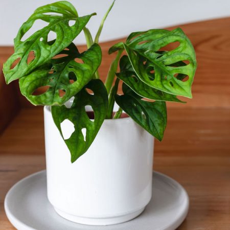 Swiss Cheese Plant