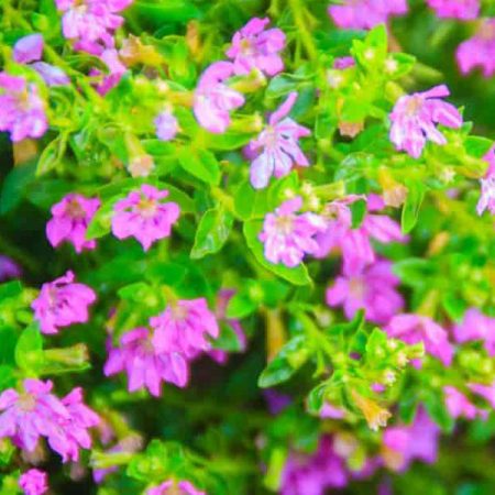 Cuphea/ Mexican Heather