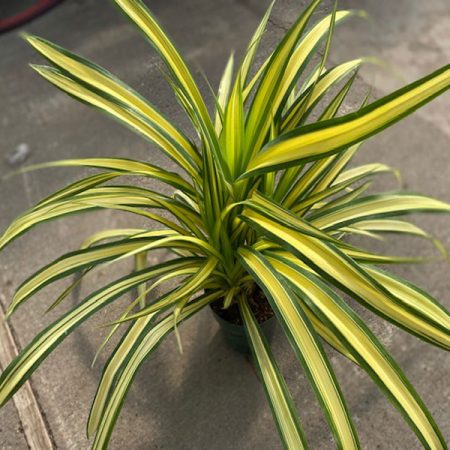 Pandanus/ Screw Pine