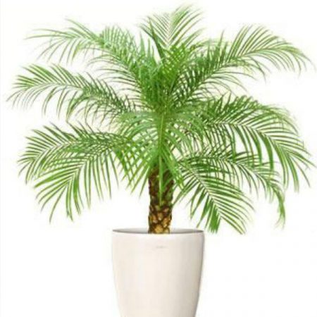 Phoenix Palm