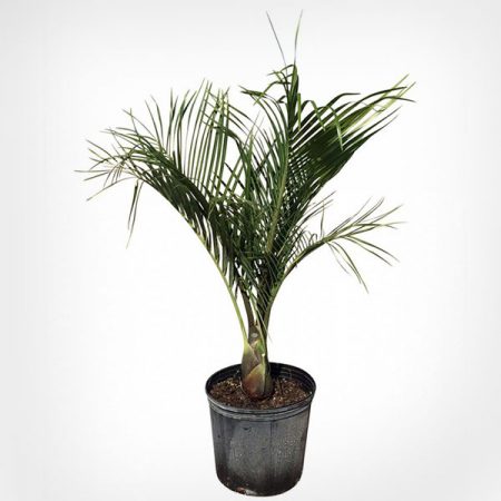 Triangle Palm