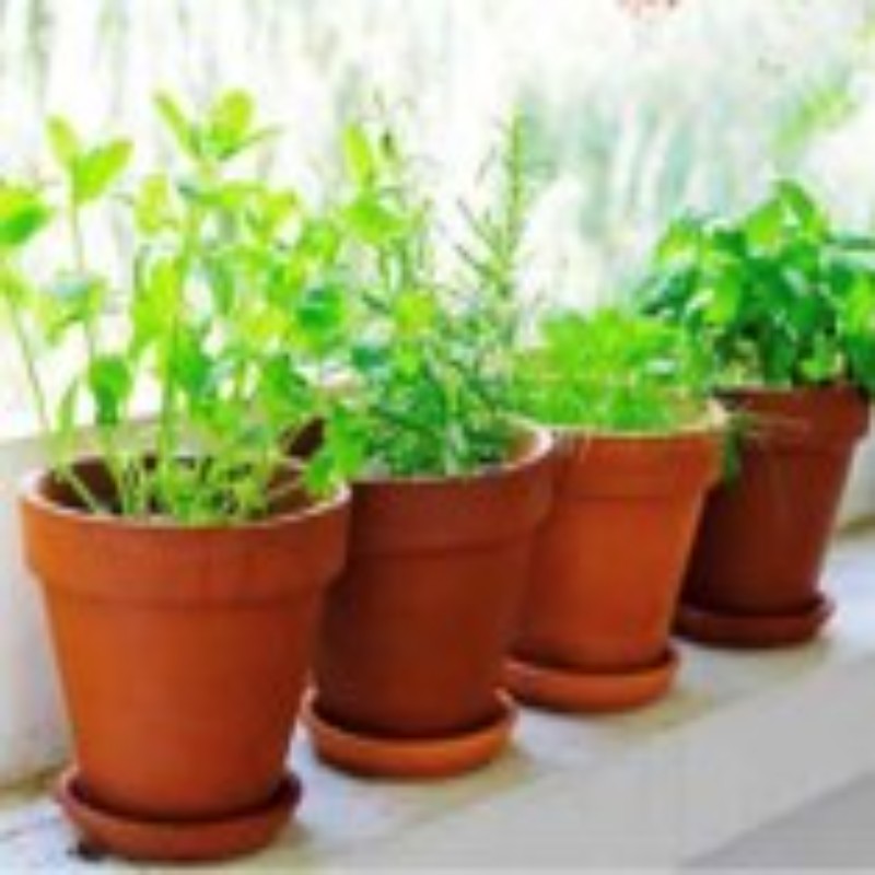 Herbs x Terracotta plamter- Set of 12