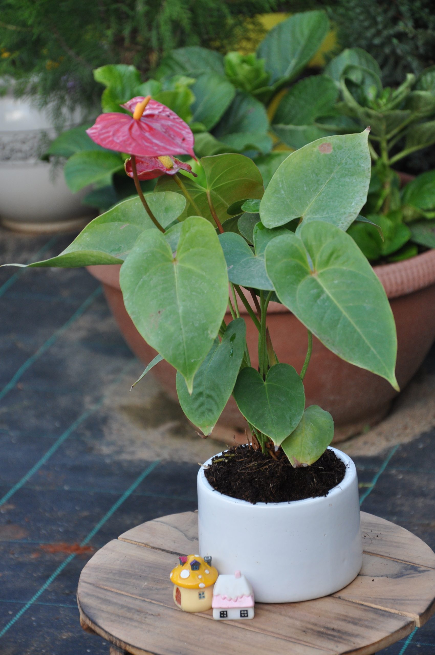 Anthurium x Harla planter - Set of 12