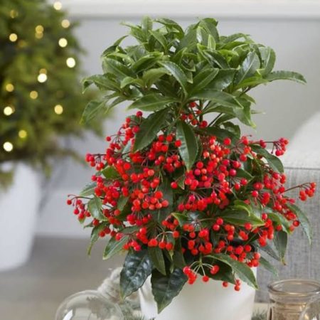 Christmas berry