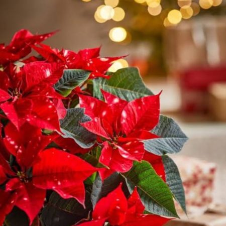 Poinsettia (white , yellow , Red , Dark Pink )