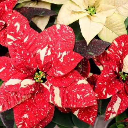 Poinsettia - Variegated