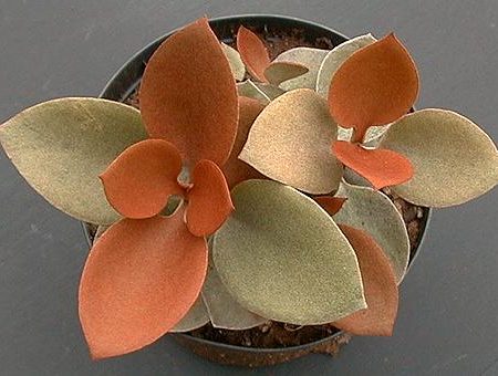 Kalanchoe orgyalis