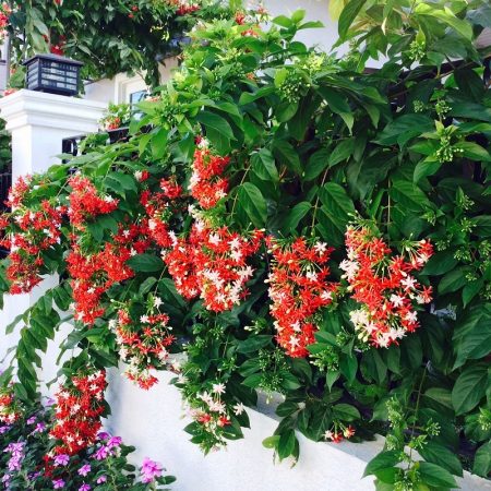 Rangoon creeper double petal super fragrant